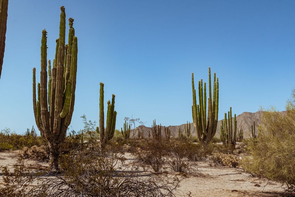 Cactus torote y cirios proyectando largas sombras de mediodía sobre el piso pálido del desierto de la reserva de la biosfera de Baja