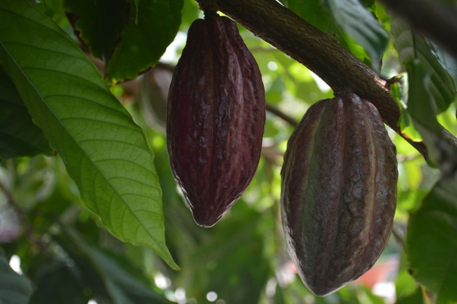 Una plantación de cacao en las tierras bajas de Tabasco cerca de Villahermosa, las mazorcas de cacao colgando directamente de los troncos de los árboles al modo tradicional de cultivo olmeca/maya, el paisaje caluroso y húmedo de la costa del Golfo detrás