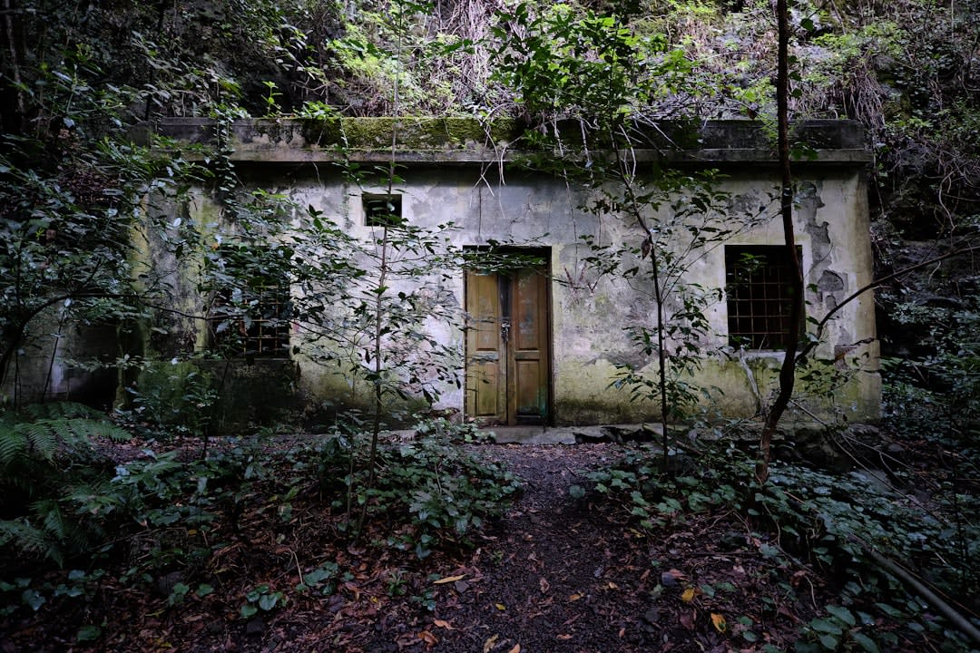 Overgrown WWII bunker entrance carved into the coral ridge of Peleliu, half-hidden by jungle growth