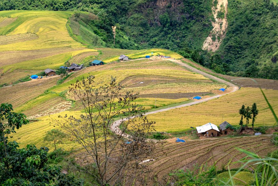 Campos escalonados de cebada en la empinada subida hacia Thulo Syabru con caseríos dispersos por la ladera