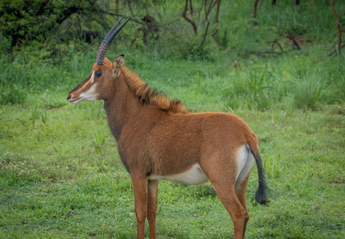 Impalas y facóqueros pastando juntos en la sabana de hierba dorada del Parque Nacional W a primera hora de la mañana