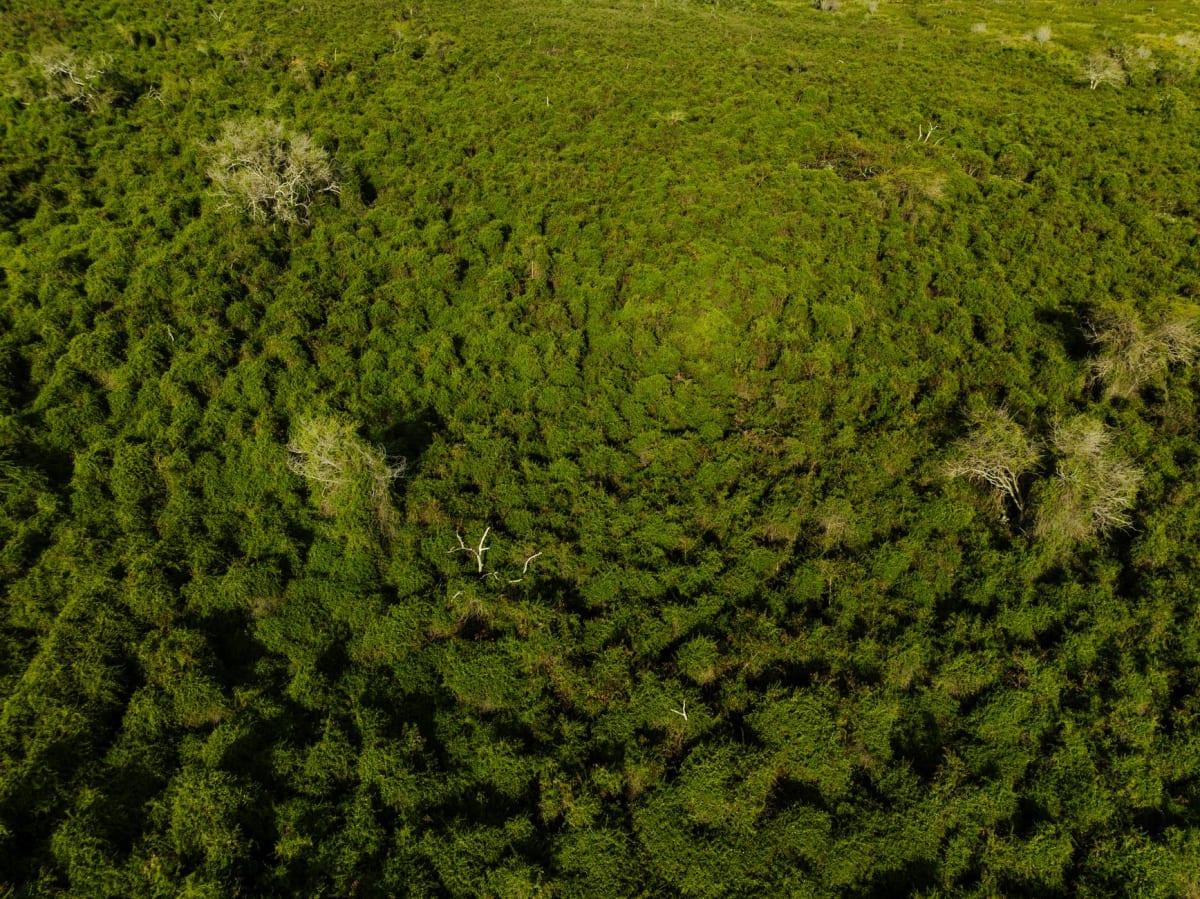 Un bassin forestier sur le sol de calcaire corallien de Huvalu, eau immobile reflétant la canopée en hauteur