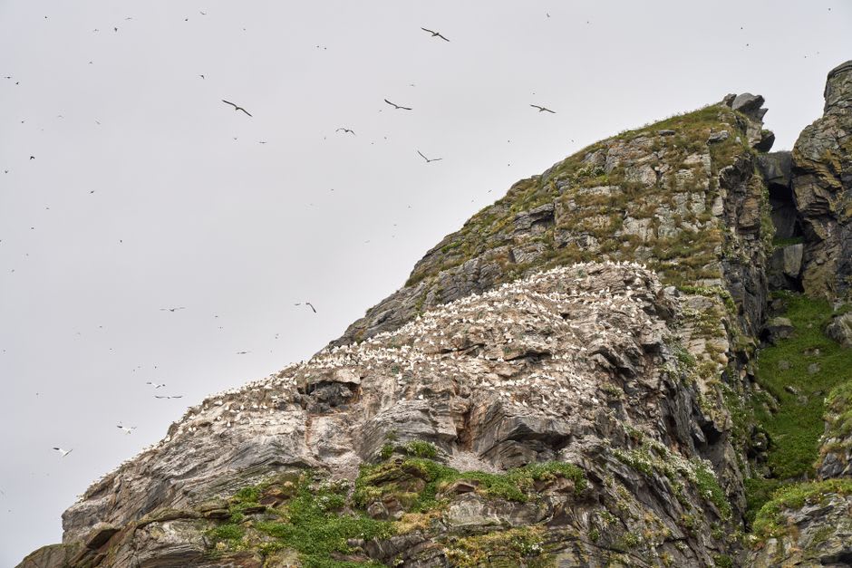 Charranes árticos volando sobre los acantilados de la reserva natural de North Hill