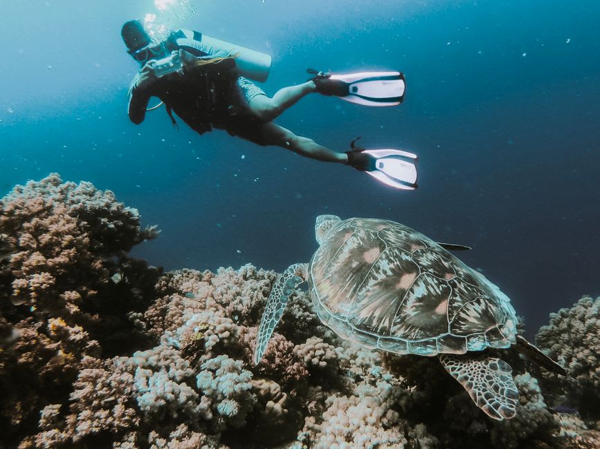 A diver hovering along the near-vertical coral wall of Tubbataha's reef drop-off