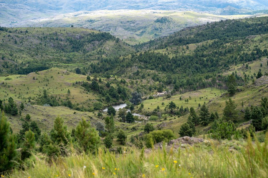 A narrow trail cutting through endemic sierra grassland with the peaks of the range in the distance