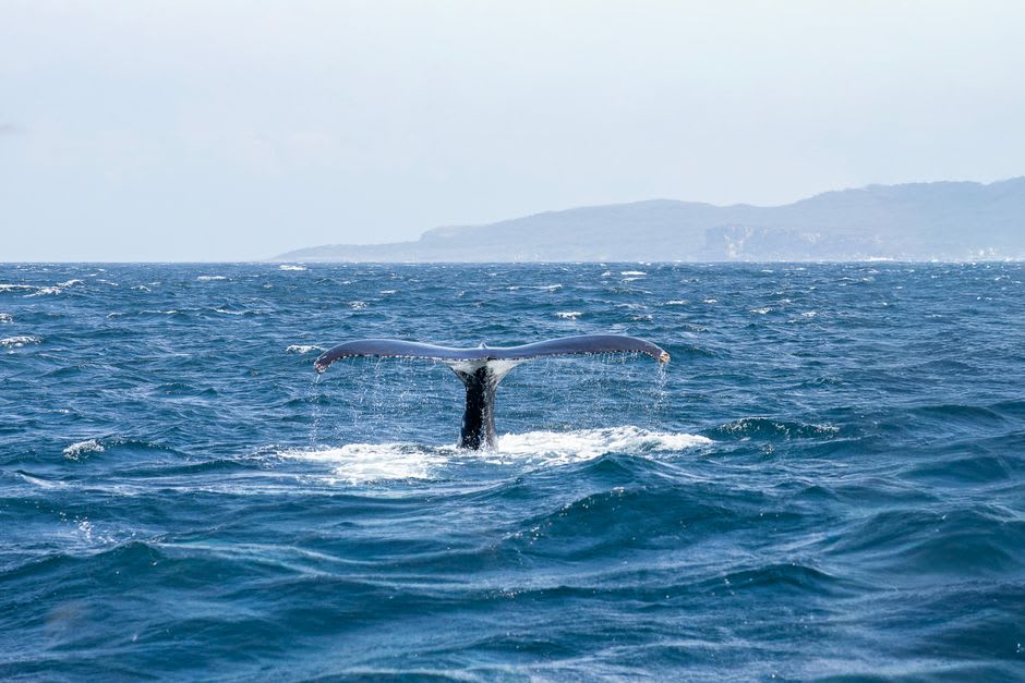 A humpback whale's spray visible on the horizon among the scattered islands of the Gulf of Chiriquí