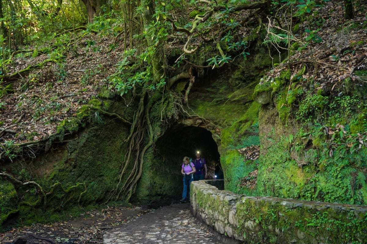 Lush levada trail winding through Madeira's ancient laurel forest