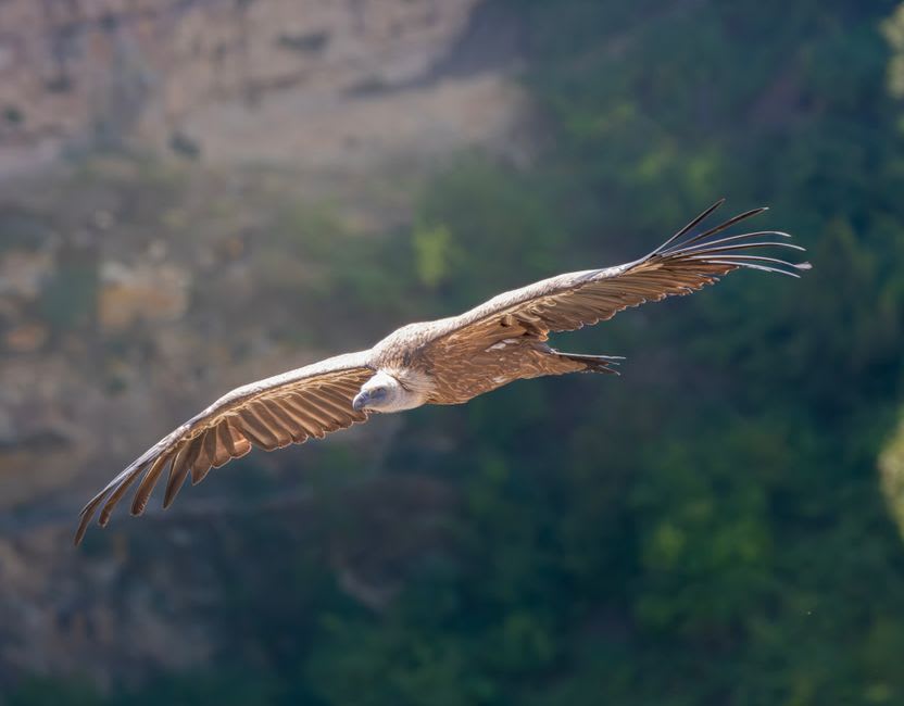 Deep canyon of the Douro river seen from cliffs near Miranda do Douro, with vultures circling overhead
