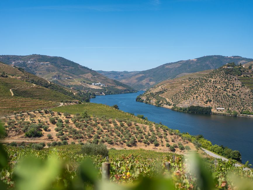 Vineyard rows along the Minho riverbank near Monção at golden hour