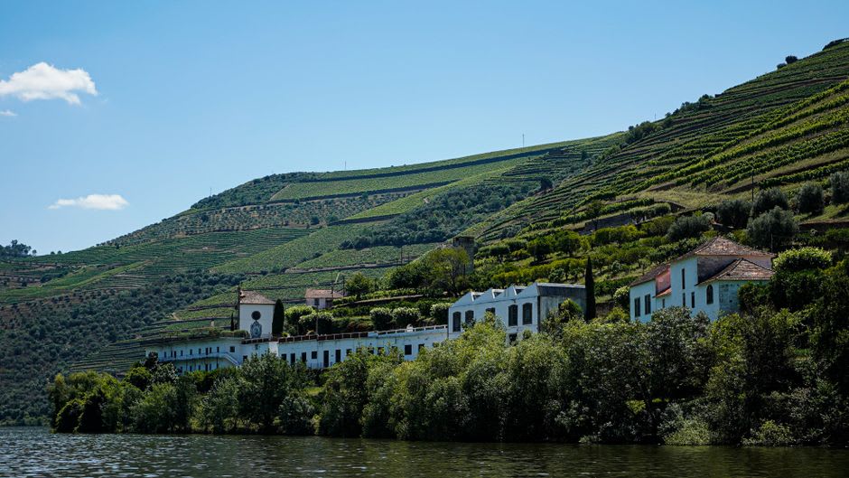 Terraced vineyards on schist soil cascading down a hillside near Provesende in the Douro Valley