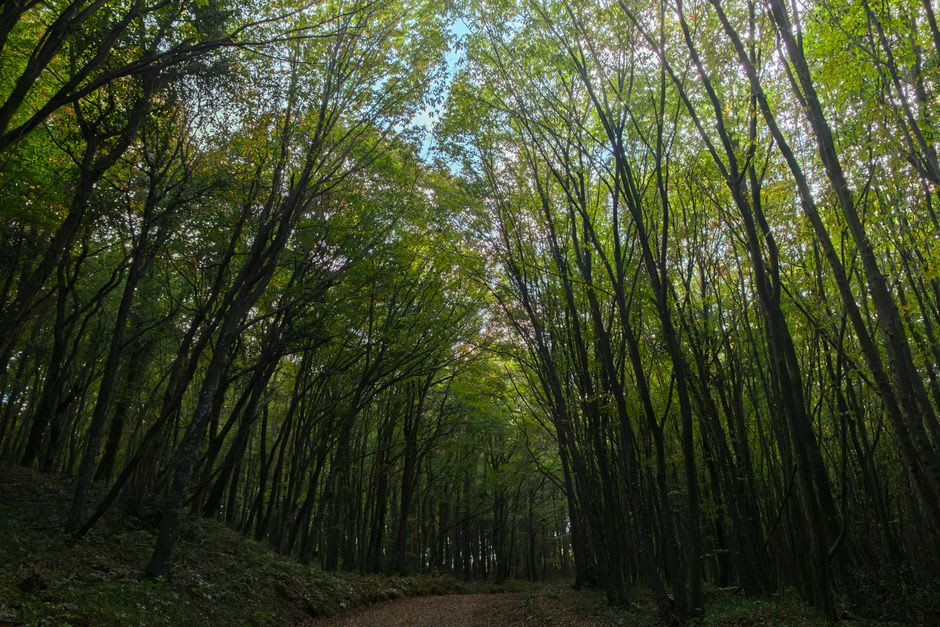 Antiguas hayas en la Foresta Umbra, rayos de luz atravesando el denso dosel hacia un suelo cubierto de musgo