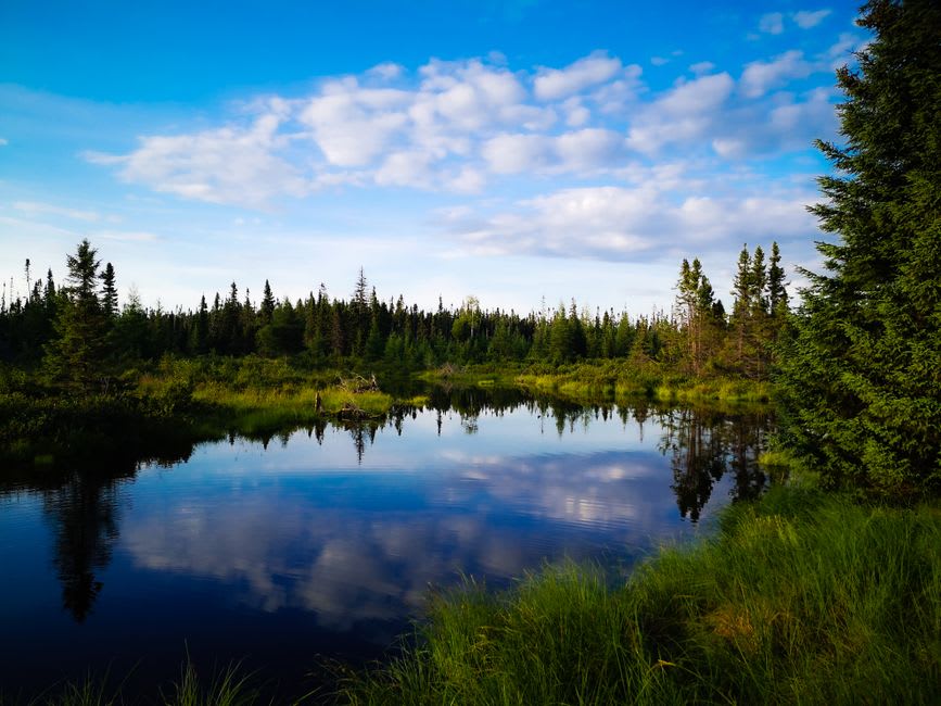 Un alce de pie en aguas poco profundas al borde de un lago en la Réserve Faunique Mastigouche al atardecer, bosque reflejado en la superficie quieta