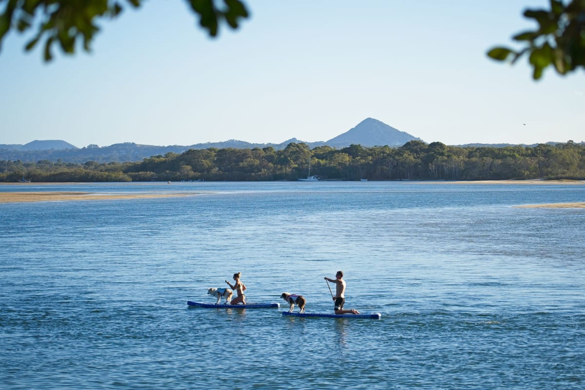 The Noosa National Park coastal headland at sunrise, eucalyptus forest overhanging the cliff, a deep blue cove below