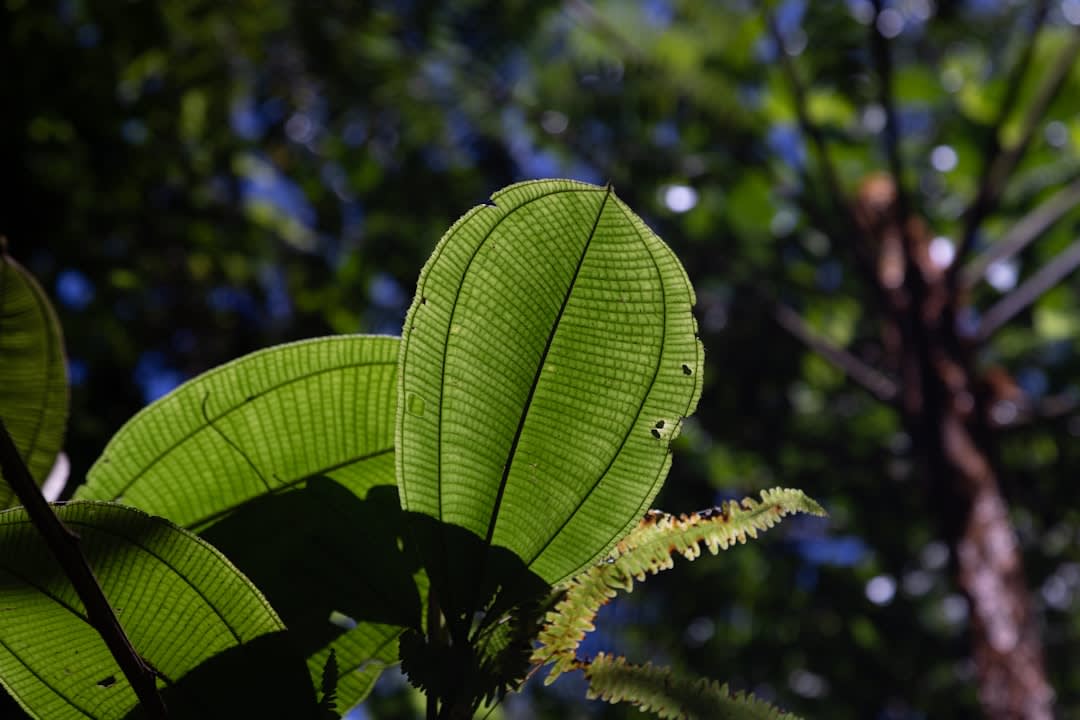 Espesos helechos y heliconia creciendo en el sotobosque a lo largo del Sendero de Mount La Combe en Barre de l'Isle