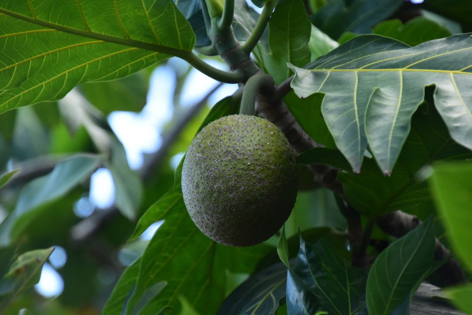 El tronco nudoso y las anchas hojas del árbol de fruta del pan descendiente de la importación original del capitán Bligh en 1793
