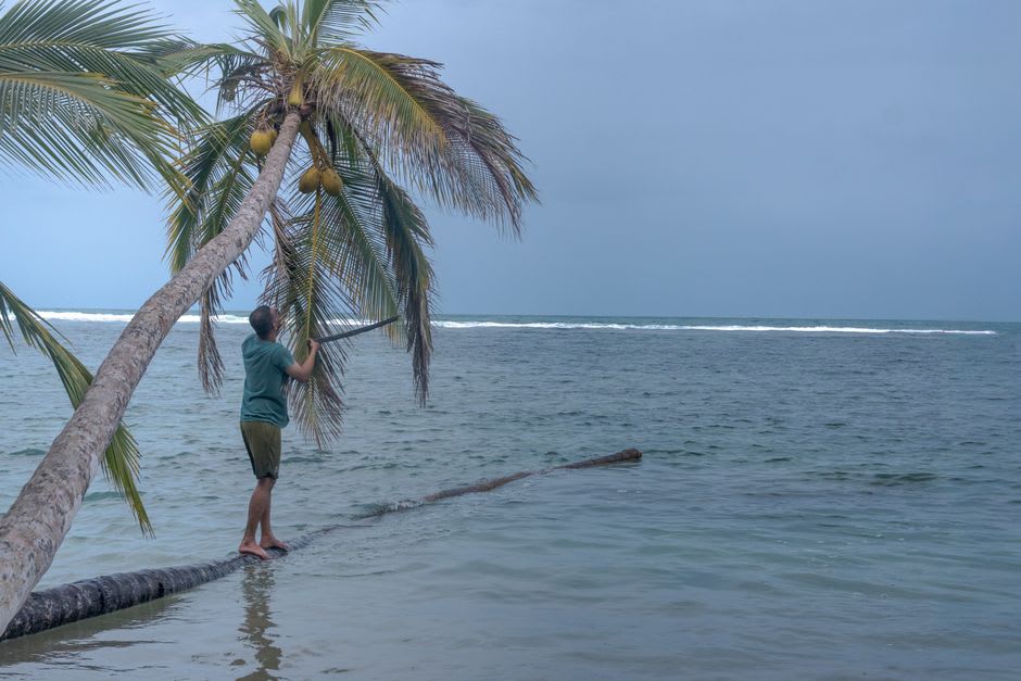 Una hilera de palmeras de coco bordeando Casuarina Beach en Palm Island, plantadas a mano hace décadas