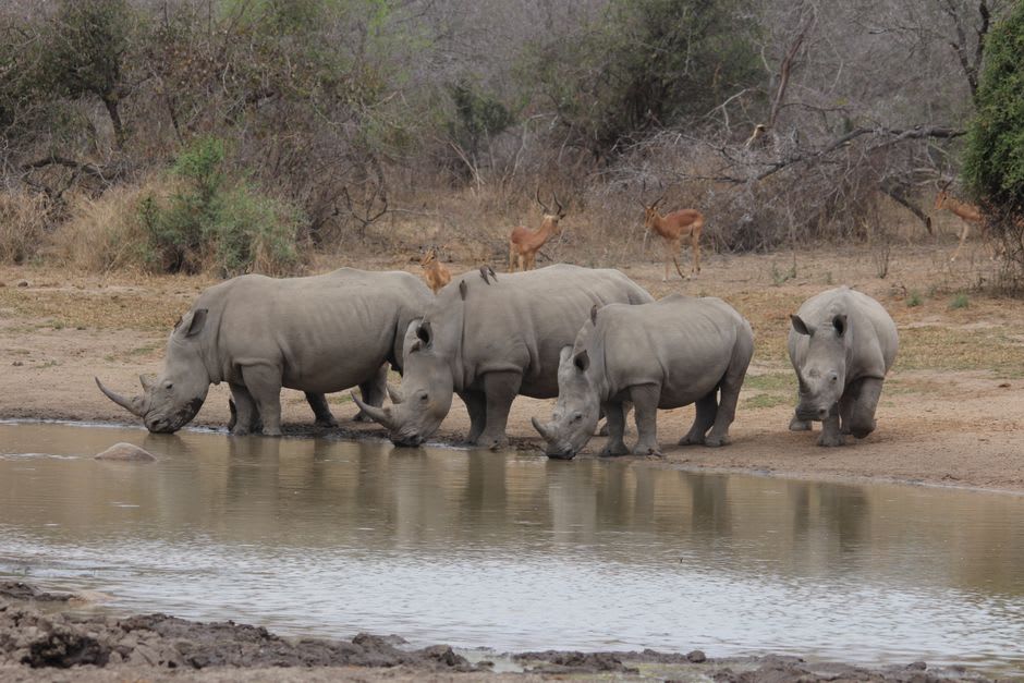 Un rinoceronte blanco pastando cerca de un abrevadero en la Reserva de Bandia, Senegal