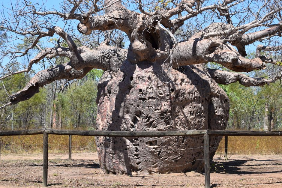 Antiguos baobabs huecos en la Reserva de Bandia cerca de Dakar, Senegal