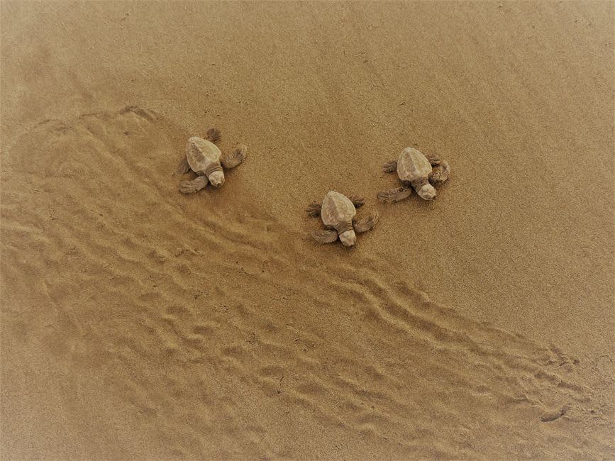 A hawksbill turtle track leading up the beach toward the dune grass at dawn