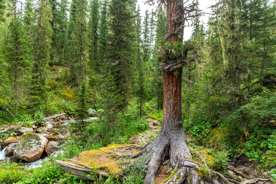 Excursionistas en el sendero pavimentado a través del bosque de taiga hacia los pilares de roca de Stolby