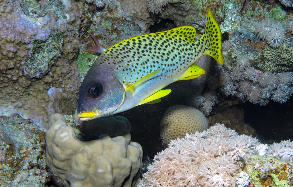 Arrecife de coral franjeante cayendo hacia aguas profundas de un azul intenso justo frente a la costa de Ras Abu Galum