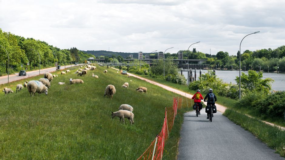 Cyclists riding the flat riverside path along the Dunajec near Cerveny Klastor