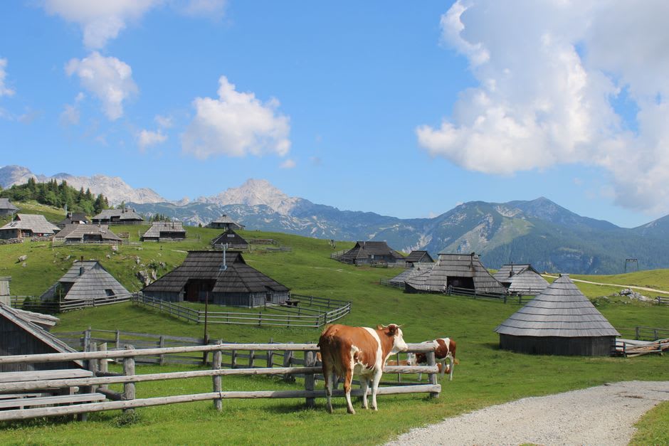Wooden herdsmen huts with round shingled roofs scattered across the grassy plateau of Velika Planina