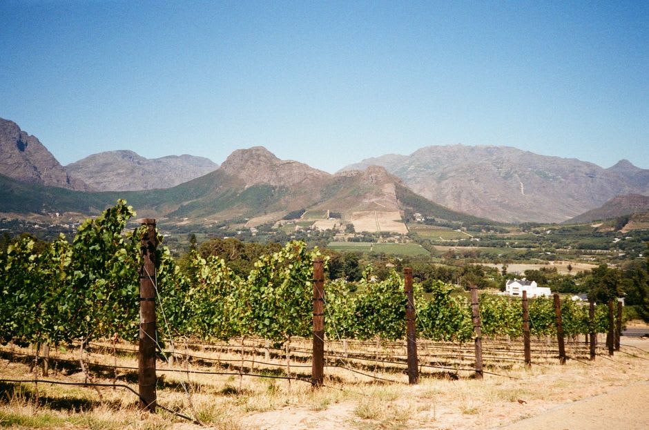 Rangées de vignes dans la vallée de Franschhoek avec les sommets dramatiques s'élevant derrière sous un ciel bleu pâle