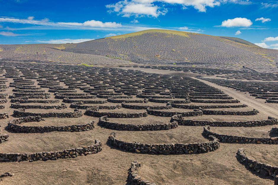 Hileras de cepas individuales en cortavientos de piedra en forma de media luna sobre el suelo volcánico negro de la región vinícola de La Geria