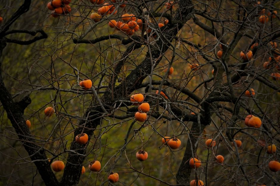 Huertos de caqui a las afueras de Xàtiva cargados de fruta naranja bajo la luz de otoño