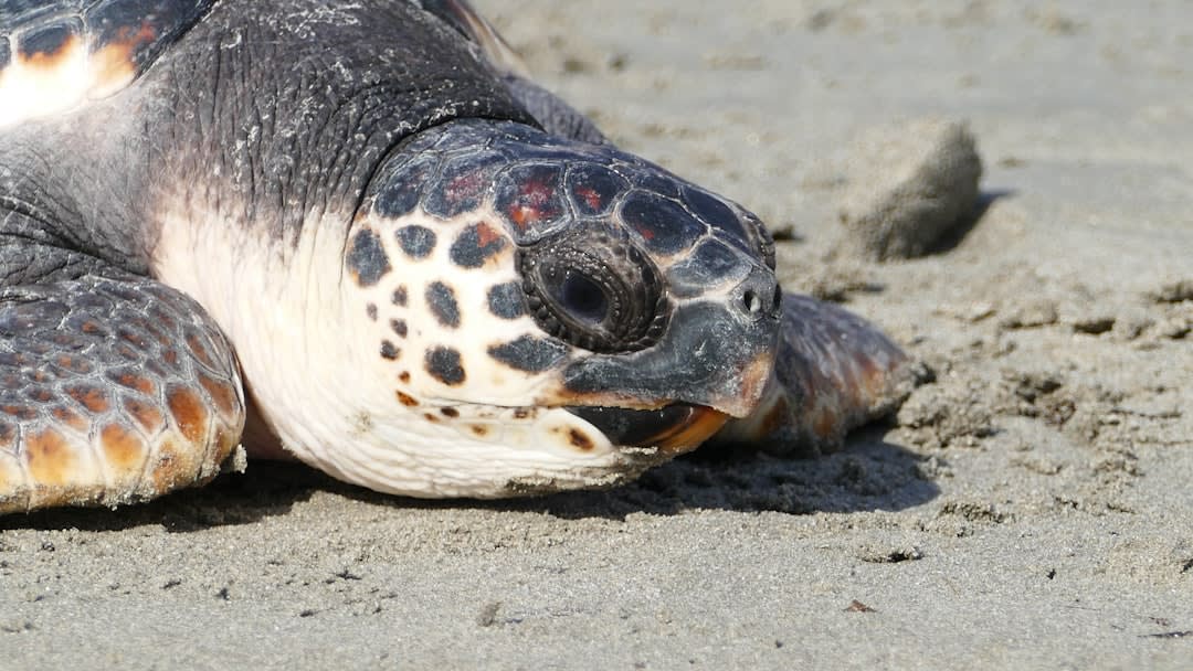 Wooden stakes marking a protected sea turtle nesting section on Patara beach