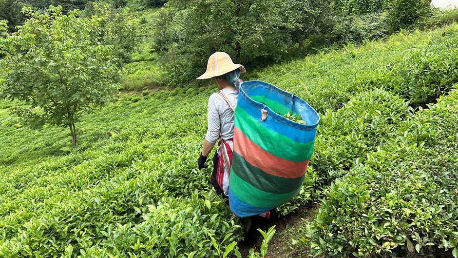 A woman harvesting tea leaves on the steep terraced plantations above Rize