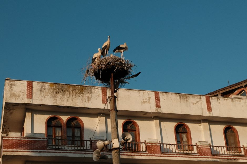 Storks nesting on the ruins of the Basilica of St. John near Selcuk