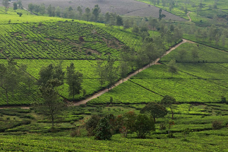 Crater lake with terraced tea fields on the surrounding hillsides