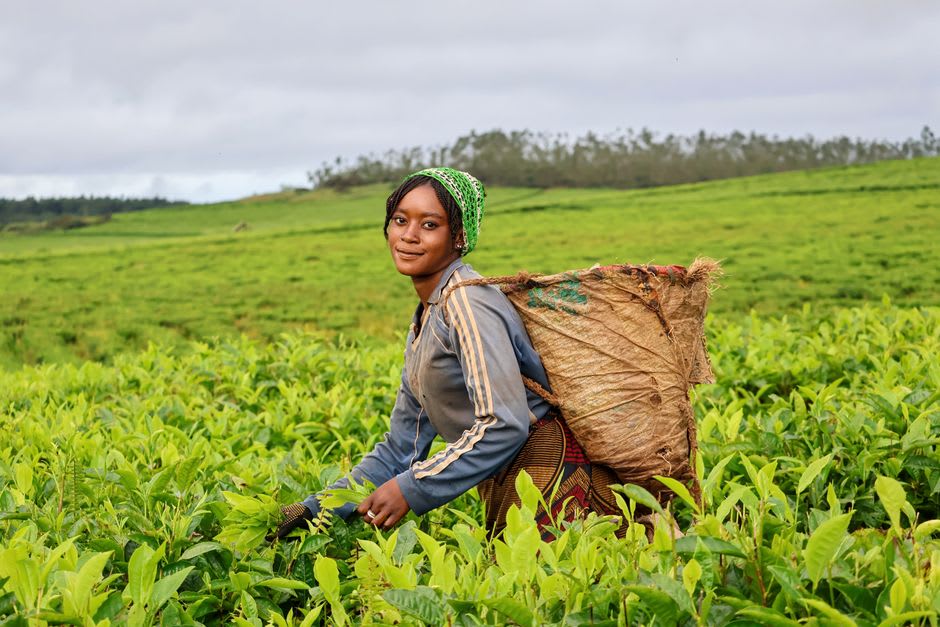 Local woman harvesting tea leaves at a plantation near Fort Portal