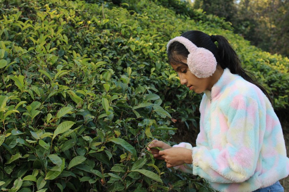 Terraced tea garden with mountain backdrop near Kausani Tea Estate