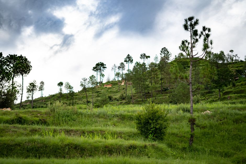 Terraced green fields climbing a hillside toward pine forest near Chandak ridge above Pithoragarh