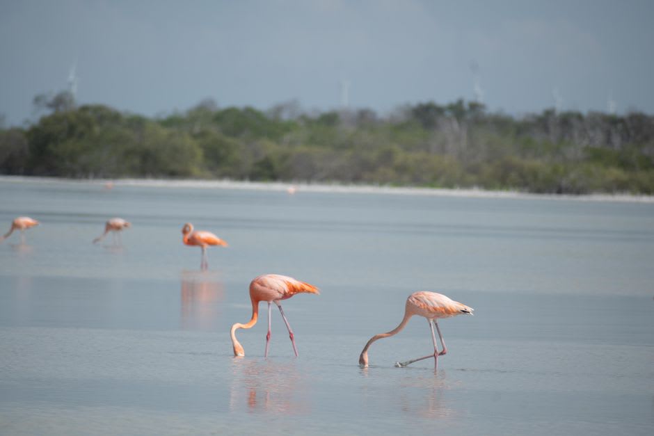 Flock of pink flamingos wading through the shallow waters of Sanaguare lagoon near Chichiriviche