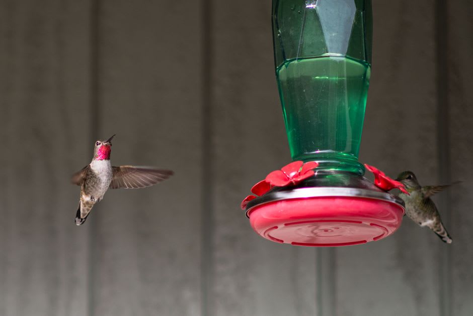 Hummingbird feeder swarmed with iridescent hummingbirds outside the Rancho Grande biological station