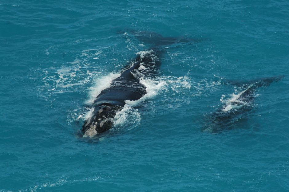 Une baleine franche australe mère et son petit faisant surface dans les eaux peu profondes au large de Logans Beach, Warrnambool