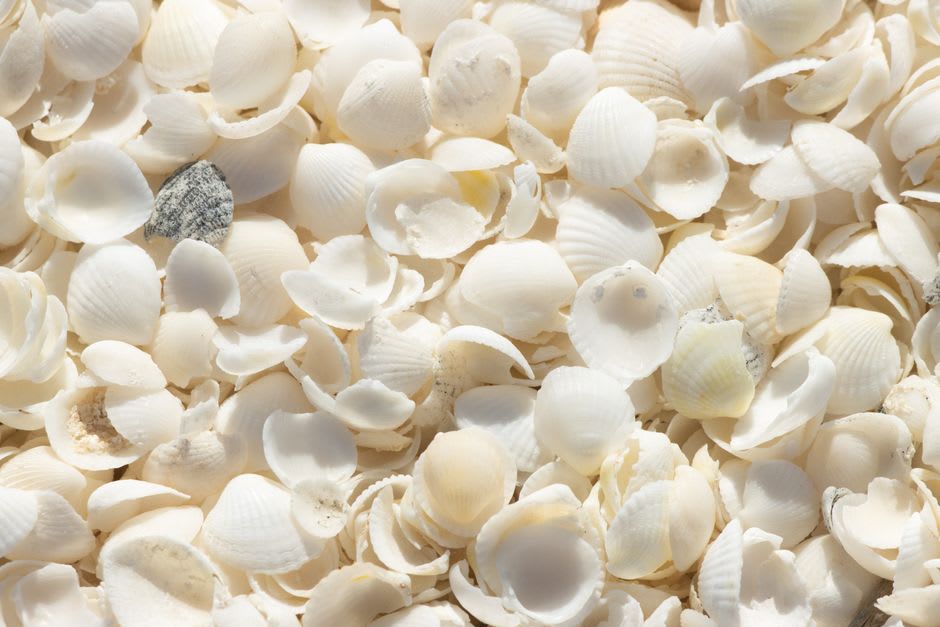 La composition dense de coquillages blancs de Shell Beach s'étendant le long de la côte de Shark Bay