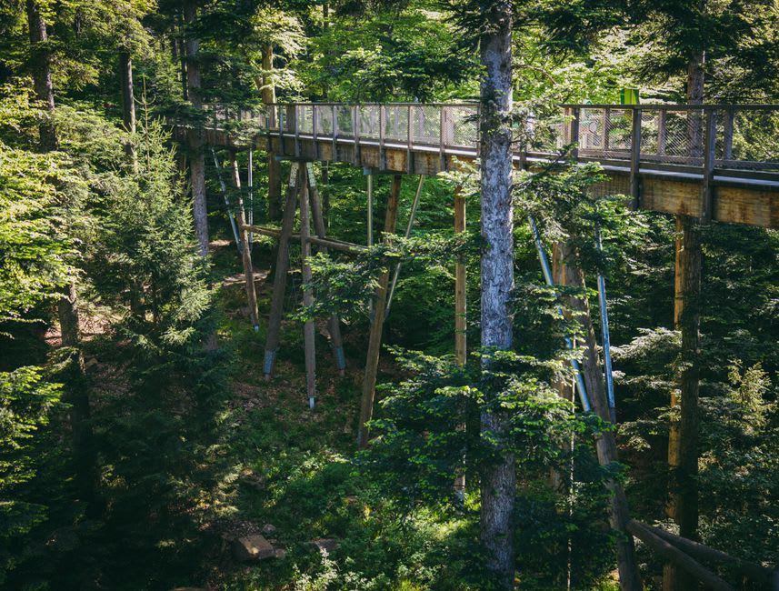 La passerelle surélevée en acier du Tree Top Walk serpentant à travers la canopée de tingles ancestraux