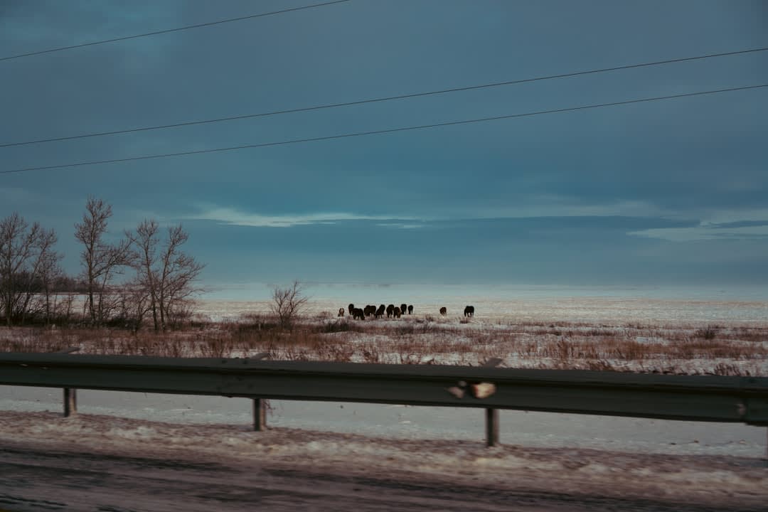 A Kazakh herder on horseback moving a flock of sheep across the green Nalati grassland