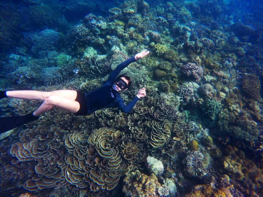 Snorkeler swimming above a vibrant, dense coral reef in clear water