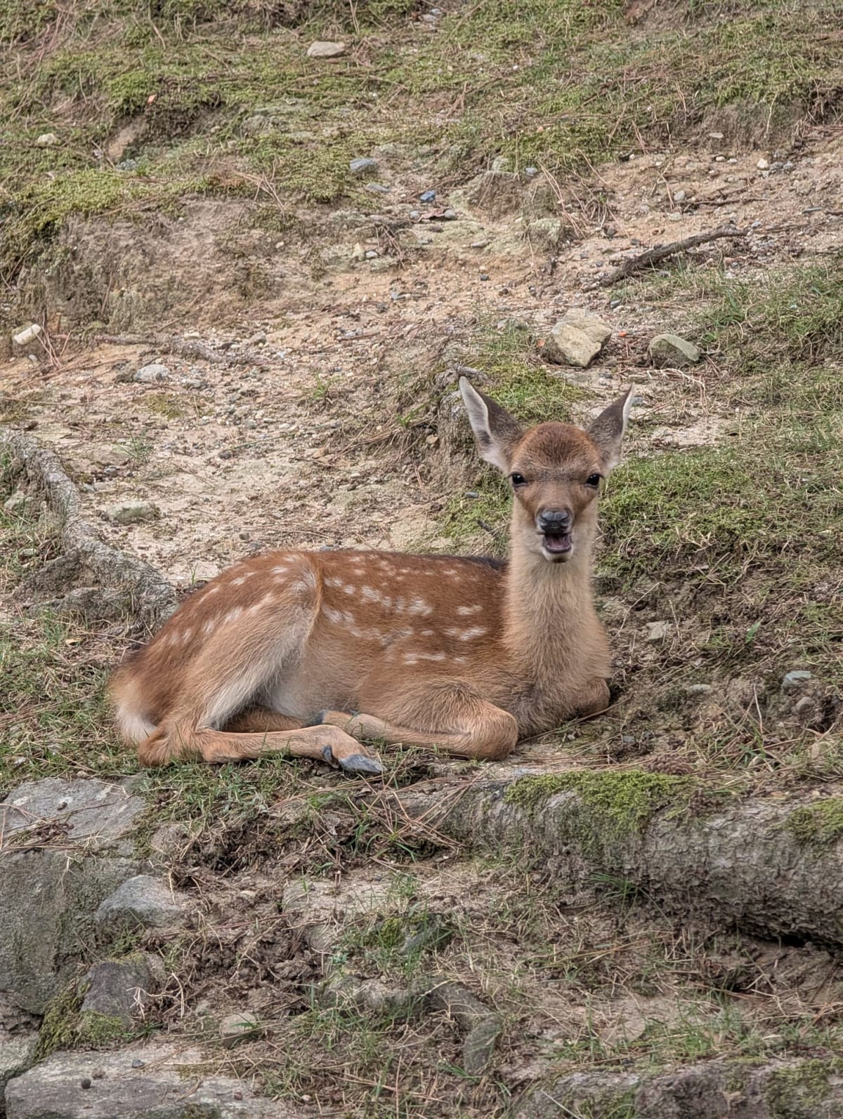 A spotted fawn sitting on a mossy slope above an old stone moat wall near Kofuku-ji in Nara, mouth open mid-call