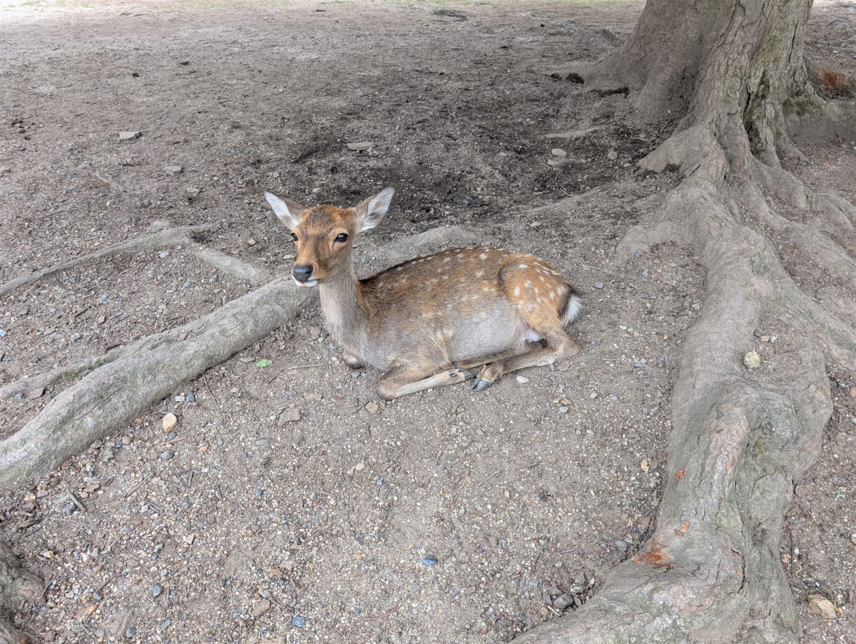 A spotted sika fawn resting between the roots of a large tree in Nara Park, watching the camera without moving