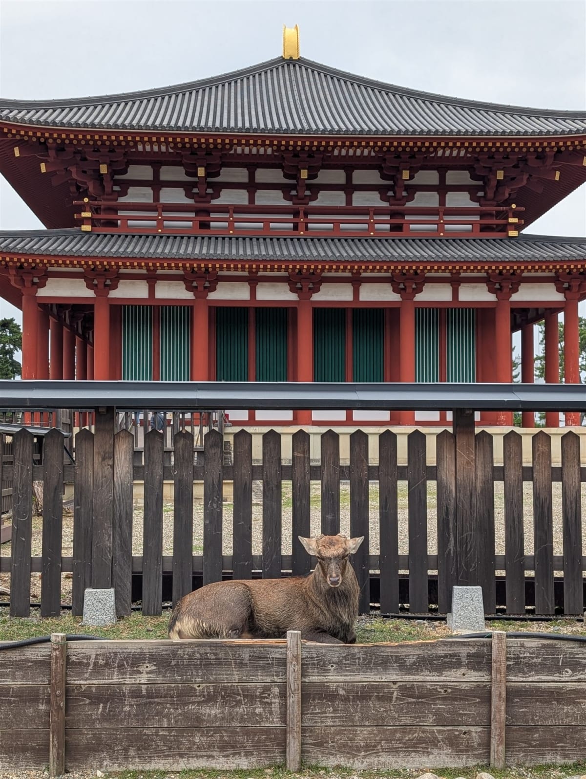 A grand two-story vermilion and timber hall at Kofuku-ji temple in Nara, a sika deer resting against the wooden fence in front of it