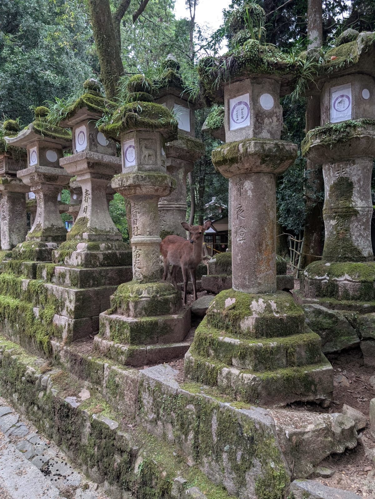 Rows of moss-covered stone lanterns lining the approach to Kasuga Taisha, a sika deer standing between two of the tallest ones