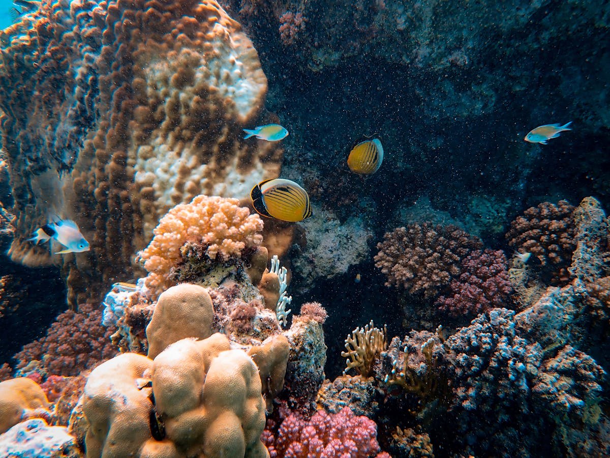 Colorful coral reef with tropical fish in clear Caribbean water