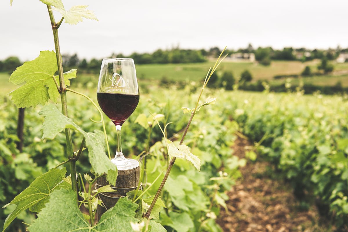 Vineyards and rolling hills in the Alentejo wine country